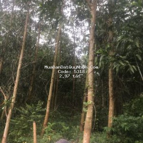 Bán 90000m2 đất trồng keo sang năm thu hoạch được
