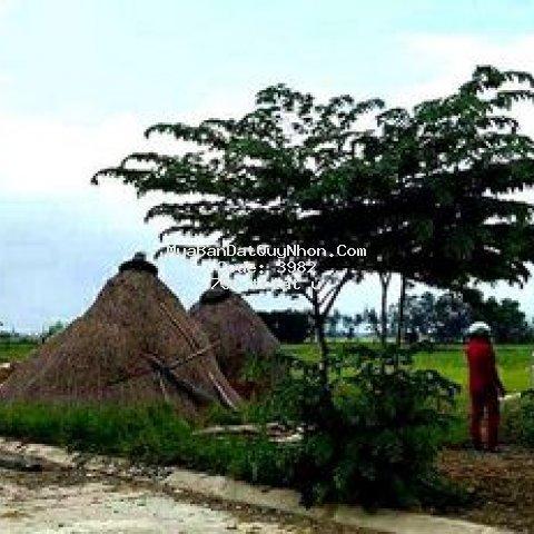 Bán lô đất 150m2 tại nhơn thọ, an nhơn, giá rẻ.