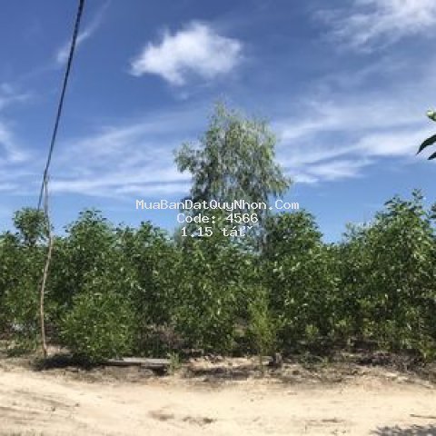 Cần bán đất trang trại mặt đường bê tông