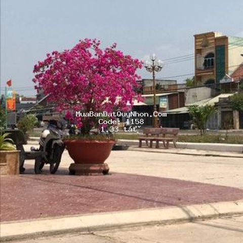 Cần bán đất tt thị xã an nhơn bình định