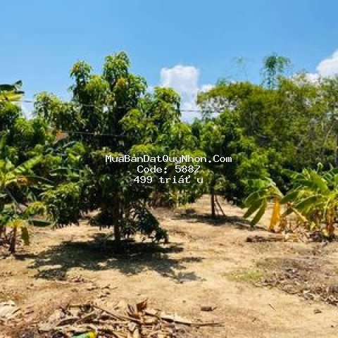 Cần bán lô đất vườn thổ nhưỡng tốt