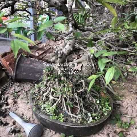 đất đẹp thị xã an nhơn