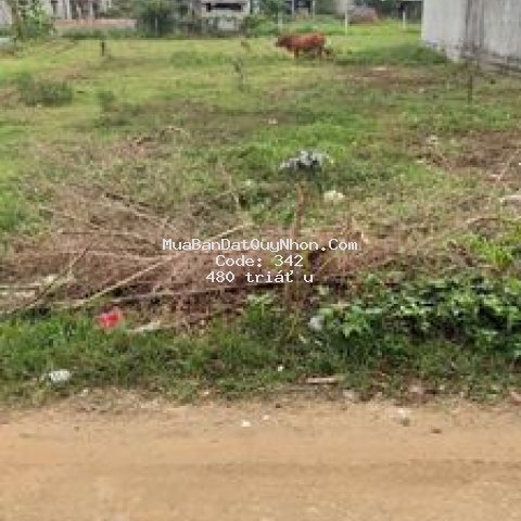 đất sổ đỏ. bằng phẳng,sạch sẽ.