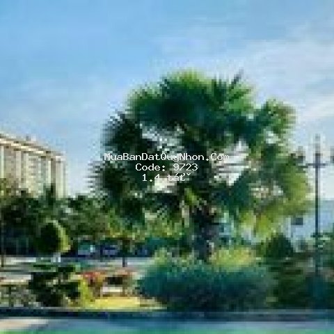 Bán căn hộ trực diện biển nhơn hội, shr