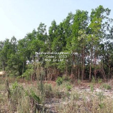 Bán lô đất thôn phú hưng, bình tân, tây sơn, bình