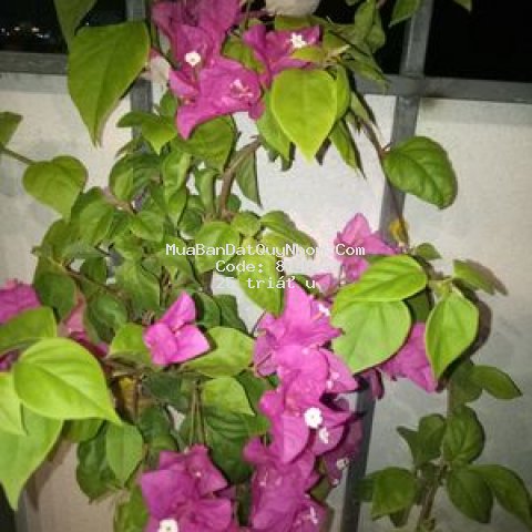 Bán nhà hẻm trung tâm thành phố quy nhơn