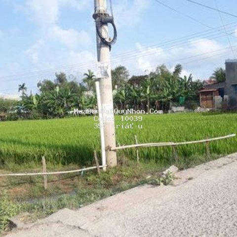 Cần bán đất ruộng bên cạnh ql19