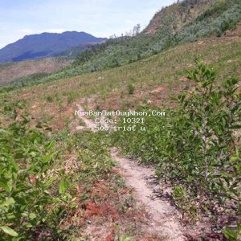 Cần bán gấp lô đất 14ha vân canh , bình định