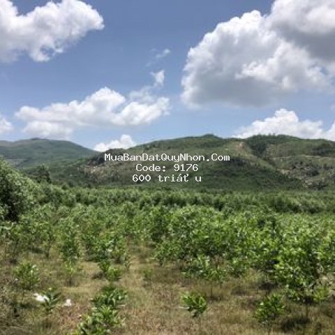 đất thành phố qui nhơn 40000m²