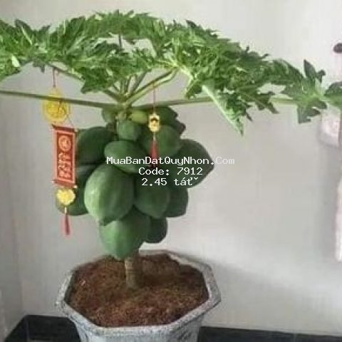 Huyện tuy phước 100m²