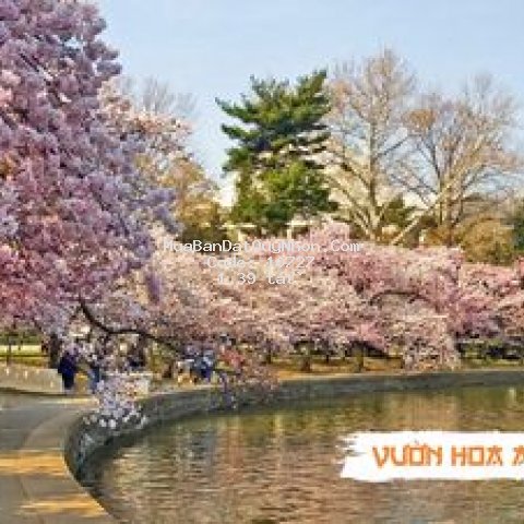 Sở hữu căn hộ biễn chỉ với 139tr sổ hồng lâu dài