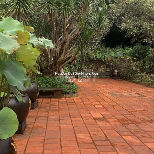 - bán cây xăng dầu mặt tiền quốc lộ 19c canh hiển