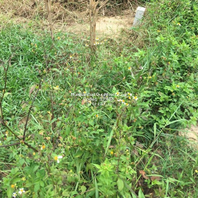 Bán đất. 300tr