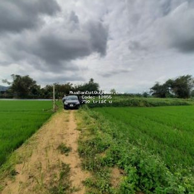 Bán đất cát tài, phù cát gần chợ gò muống,2000m2