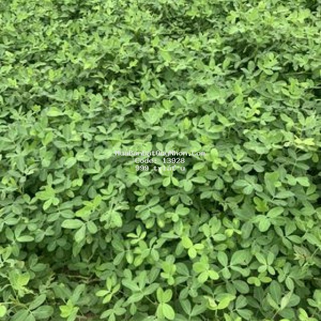 Bán đất nông nghiệp mặt tiền tăng bạt hổ diêu trì
