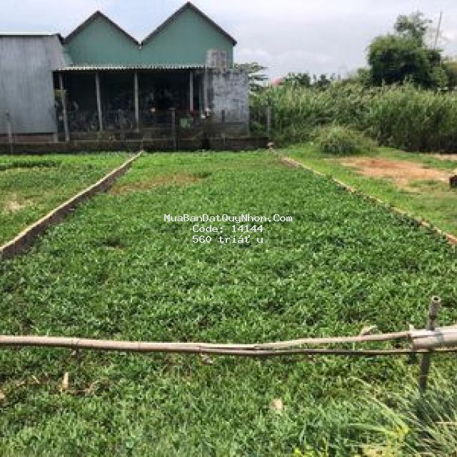 Bán đất thôn xuân phương phước sơn tuy phước