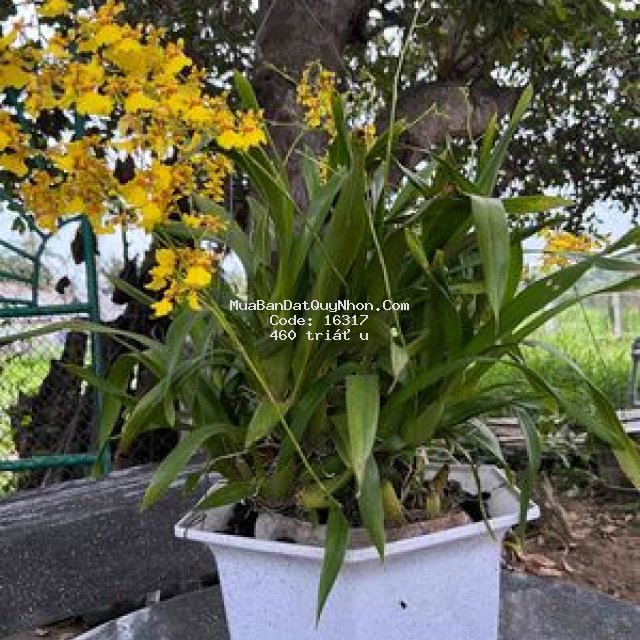 Bán lô đất nằm gần uỷ ban khu dân cư xã mỹ tài