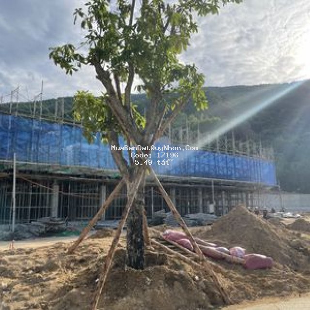 Bán lô đất nền 5x20m2, trong trung tâm quy nhơn
