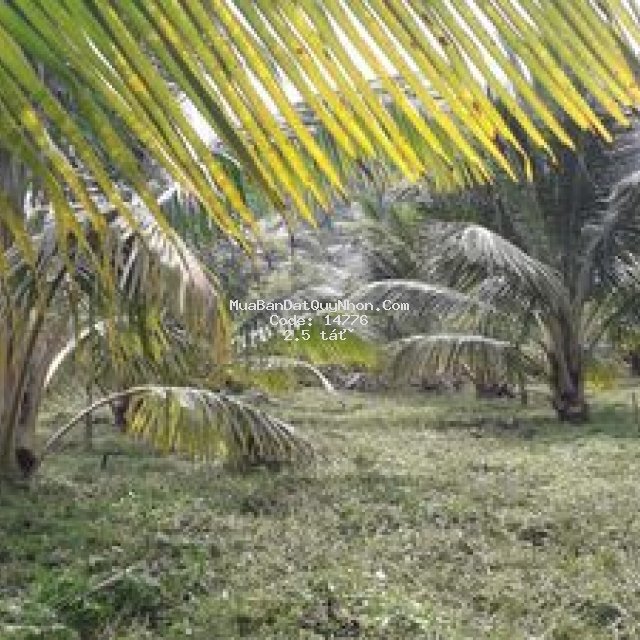 Cần bán