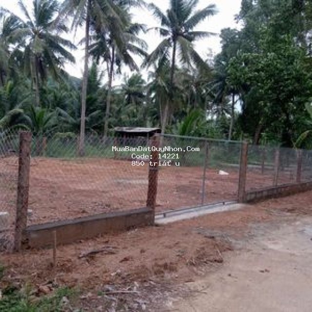 Cần bán đất trồng cây lâu năm