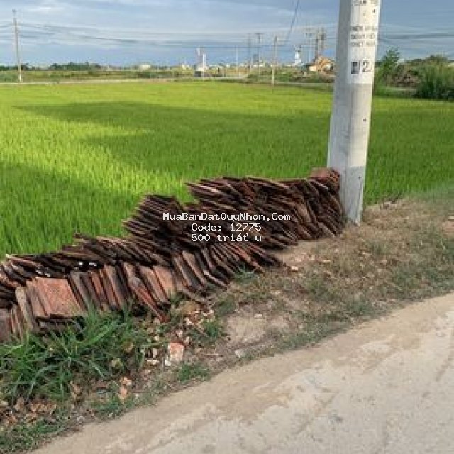 Cần bán gấp đất nông nghiệp