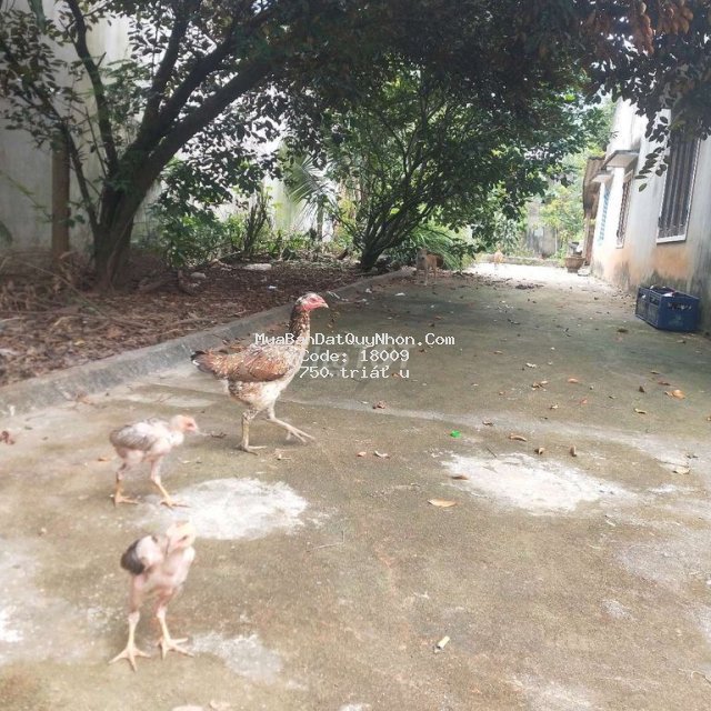Cần bán gấp lô mặt tiền