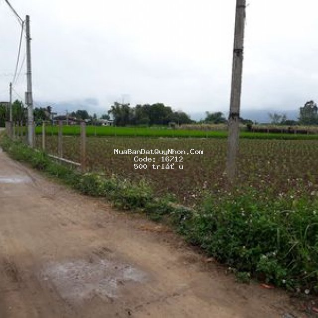 Cần bán lô đất nông nghiệp chính chủ