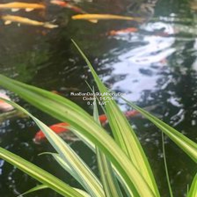 Cần ra nhanh căn nhà mặt phố tp quy nhơn