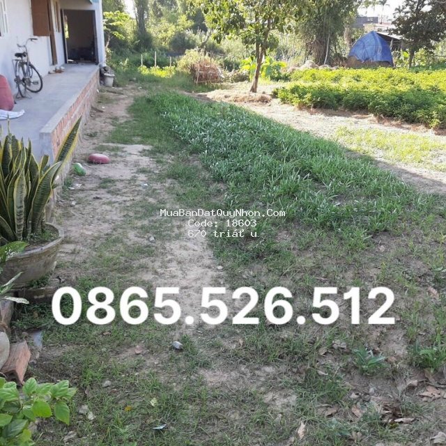 đất mỹ can phước sơn sổ sẵn