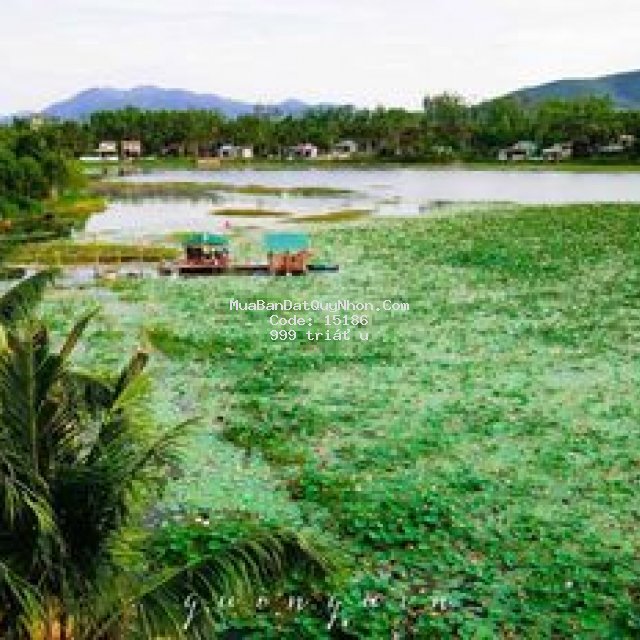 Lâm trúc hoài thanh hoài nhơn bình định