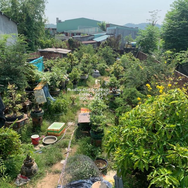 Bán 2 lô đất liền kề 240m ngang 10m thanh huy 2 phước an tuy phước