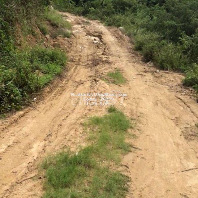 Bán 20 ha đất rừng có đường đi riêng xe khai thác gỗ  đến đất