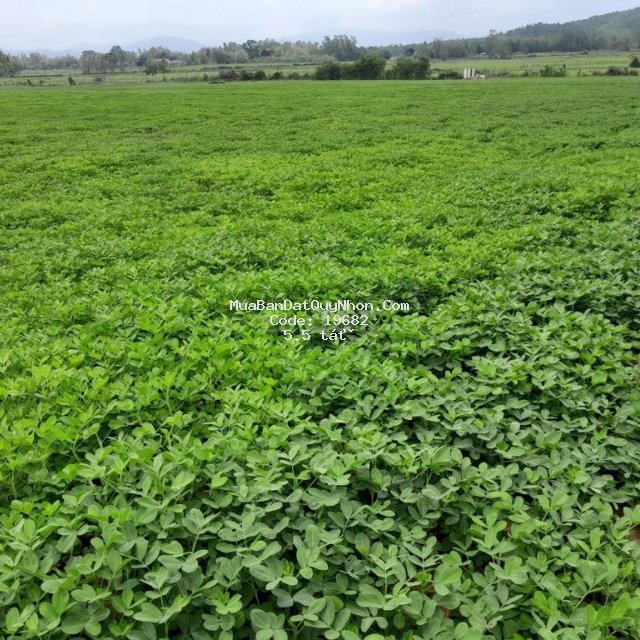 Bán đất nông nghiệp cát tân phù cát 4,5ha