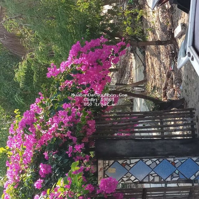Bán gấp