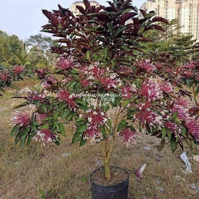 Cho thuê hoạc bán
