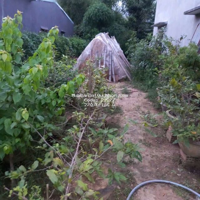 100 m2 thổ cư + 200 m2 vườn ở long quang, phường nhơn hòa, tx. an nhơn