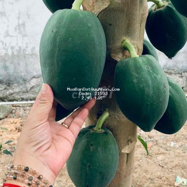 đất thổ cư, 56m2, khu tđc phục vụ đô thị - bắc sông hà thanh, quy nhơn
