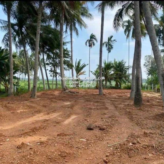Bán lô đất 511,1m2( thổ cư 100m2) giá 960 triệu đồng ở bình định Bán lô đất 511,1m2( thổ cư 100m2) giá 960 triệu đồng ở bình định